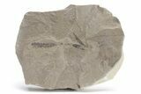 Fossil Sycamore Leaf and Catkin Flower - Utah #219787-1